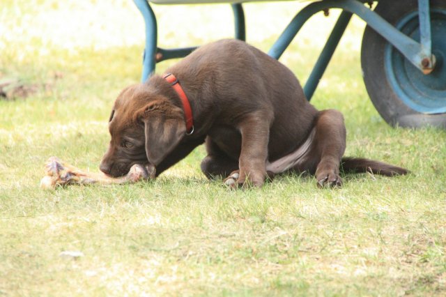 alle_hundefotos