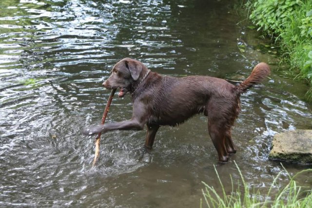 alle_hundefotos