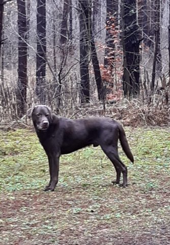 alle_hundefotos