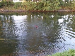 alle_hundefotos