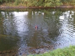 alle_hundefotos