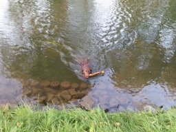 alle_hundefotos