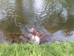 alle_hundefotos