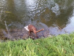 alle_hundefotos