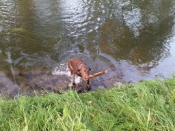 alle_hundefotos