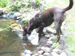 alle_hundefotos