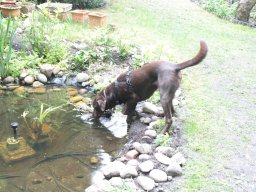 alle_hundefotos