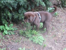 alle_hundefotos