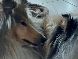 alle_hundefotos