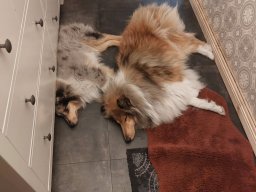alle_hundefotos