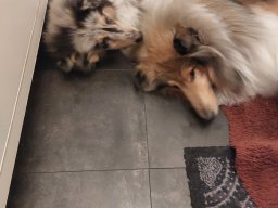 alle_hundefotos