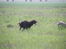 alle_hundefotos