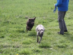 alle_hundefotos