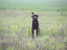 alle_hundefotos