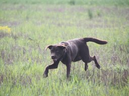 alle_hundefotos