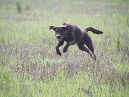 alle_hundefotos
