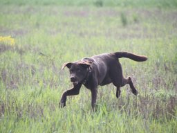 alle_hundefotos