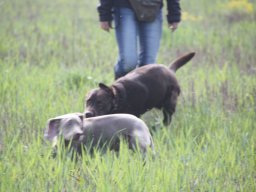 alle_hundefotos