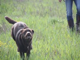 alle_hundefotos