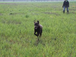 alle_hundefotos