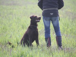 alle_hundefotos