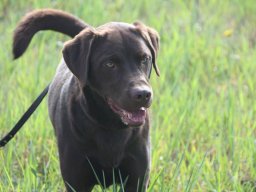 alle_hundefotos