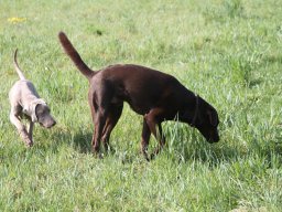alle_hundefotos