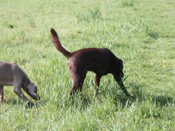 alle_hundefotos