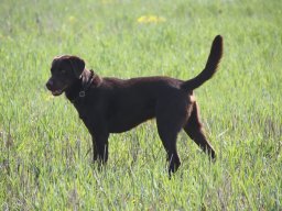 alle_hundefotos