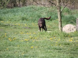 alle_hundefotos