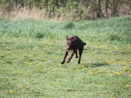 alle_hundefotos