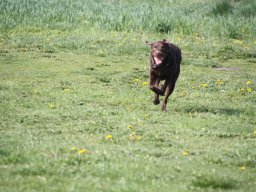 alle_hundefotos