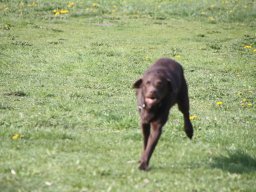 alle_hundefotos