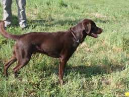alle_hundefotos