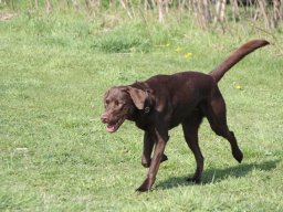 alle_hundefotos