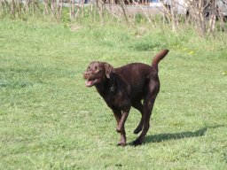 alle_hundefotos