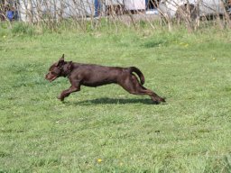 alle_hundefotos