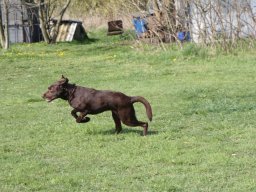 alle_hundefotos