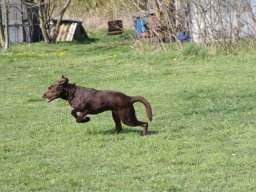 alle_hundefotos