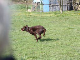 alle_hundefotos