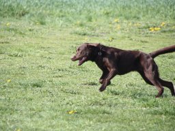 alle_hundefotos