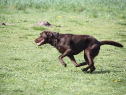 alle_hundefotos