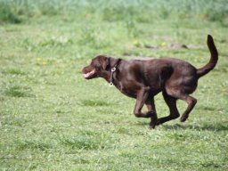 alle_hundefotos