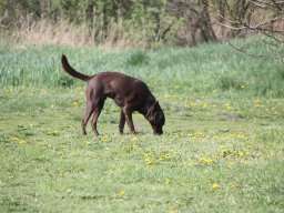 alle_hundefotos