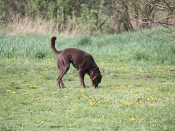 alle_hundefotos