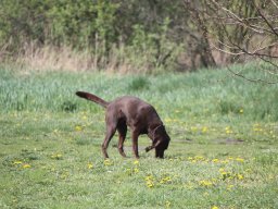 alle_hundefotos