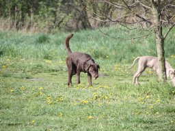 alle_hundefotos