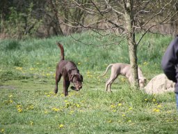 alle_hundefotos