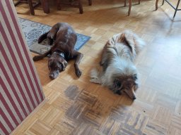 alle_hundefotos