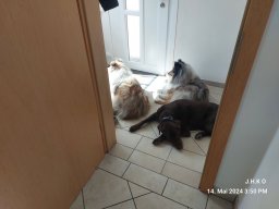 alle_hundefotos